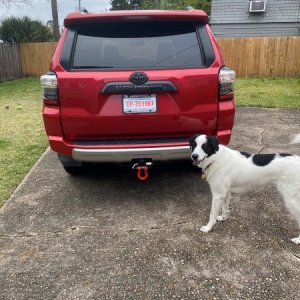 Dog Tax