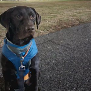 Buddy 2yr old Chocolate Lab