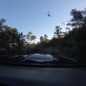 dragonfly 2016 AL