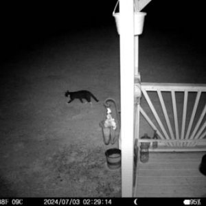 2024 07 03 000 trailcam