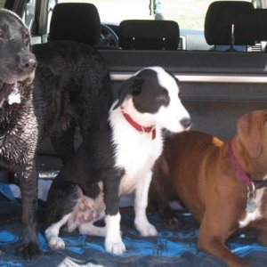In-car entertainment