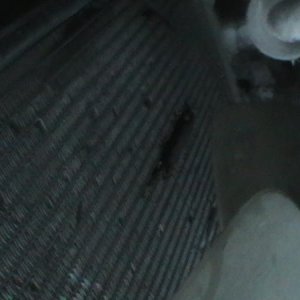IMGA0518