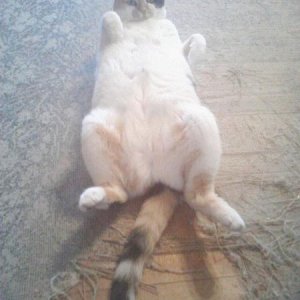 My cat Carrie being sexy.