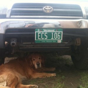 My Golden under my runner