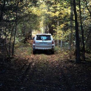 Forest trail on my mom's 50 acres.