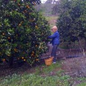 mom picking oranges bottom of grove