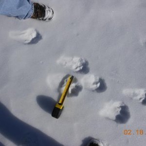 Some nice mountain lion tracks--8" long and 6" wide!