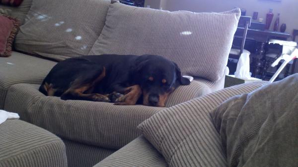 110 lbs of lap dog