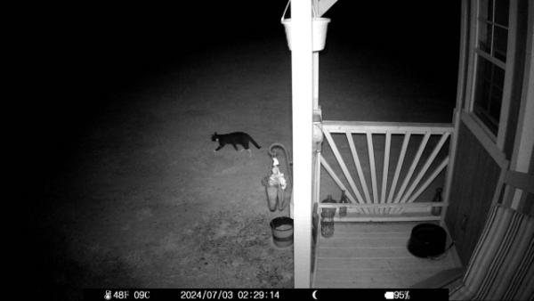 2024 07 03 000 trailcam