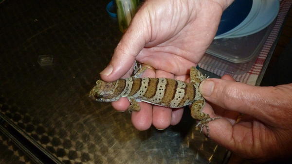 A Cooktown Gecko - You can see what inspires aboriginal art when you see the colours on this native big lizard.