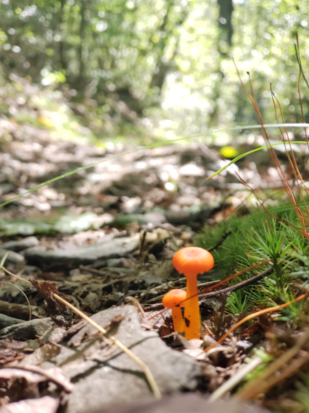 A crazy mushroom along the trail.