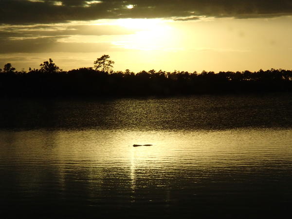 A gator wading in the sunset - Everglades NP
