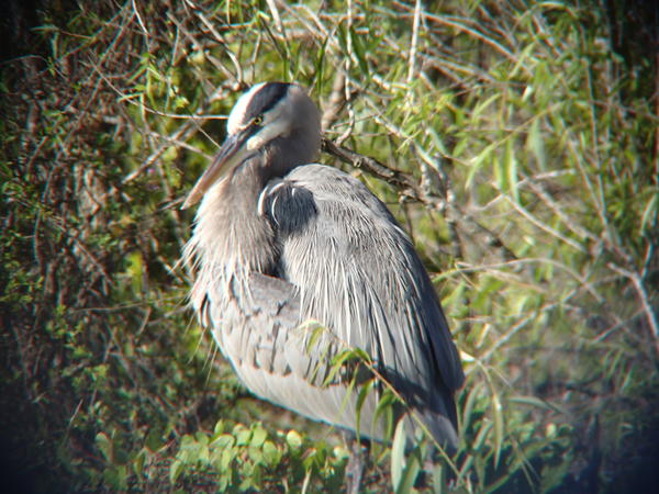 A Great Blue Heron