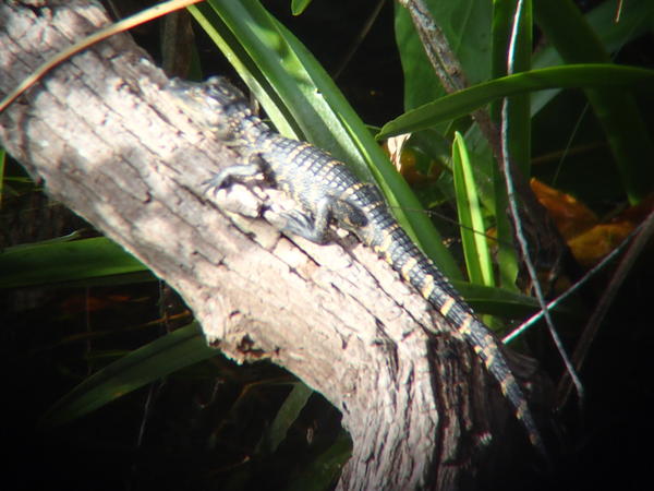 A little guy - mom wasn't far