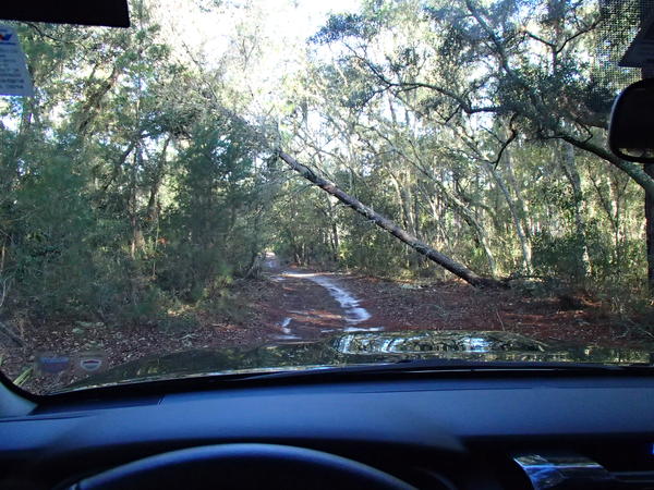 A random trail in Ocala National Forest