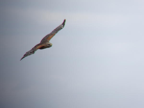 A Red-shouldered Hawk…picture of a lifetime