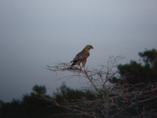 A Red-shouldered Hawk