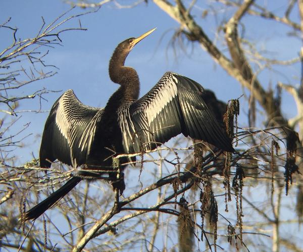 An Anhinga "posing" in the morning