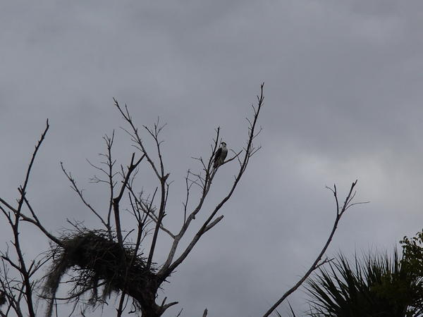 An Osprey watching over her clutch