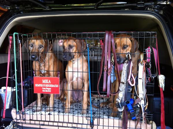And yes... Three Ridgebacks can fit into the back end ;)