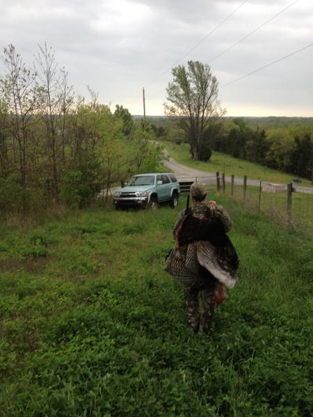 Another Wild turkey 2012 1