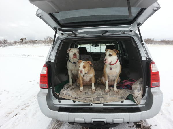 Arizona and socal dogs in the snow for the first time
