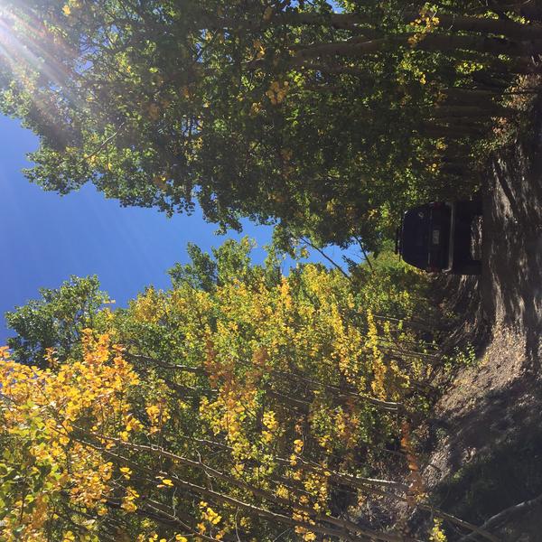 Aspens