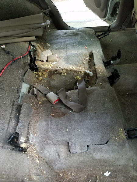 Backseat destruction aka Dogs