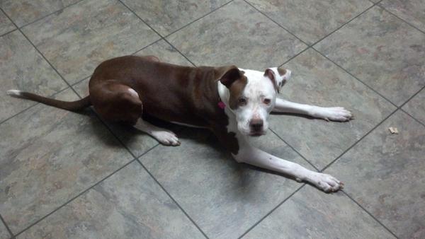 Bailey waiting somewhat patiently for the treat. She is getting so big.