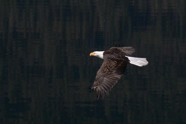 Bald Eagle at Mara Lake