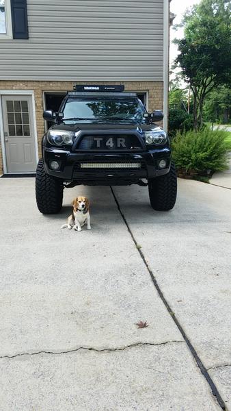 Beagle pup