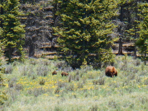 Bear Saguache 3 61214