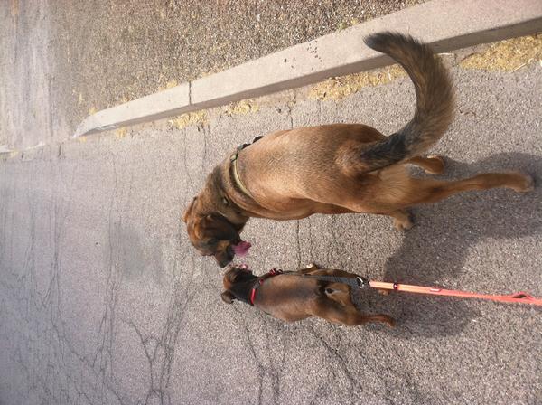 Beast 1&2
