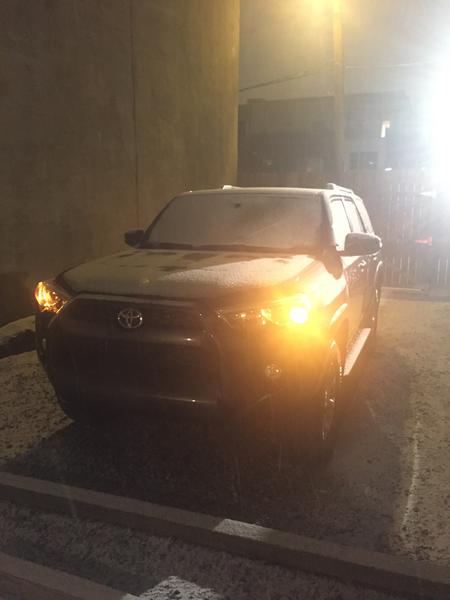 Beast at night