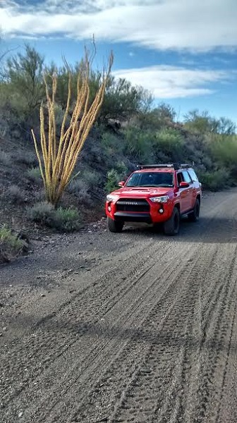 Big Ocotillo