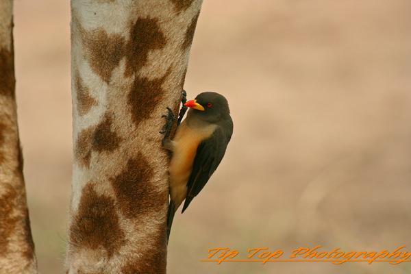 Bird on a leg
