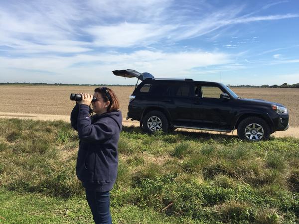 Bird-watching near the everglades