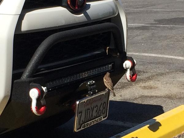 Birds snacking on road kill bugs Death Valley