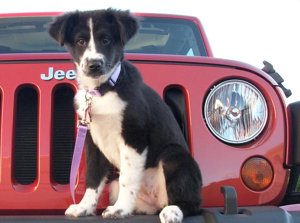 Border Collie