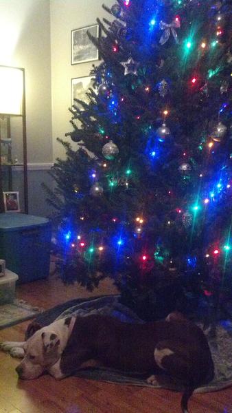 But, where are my presents?