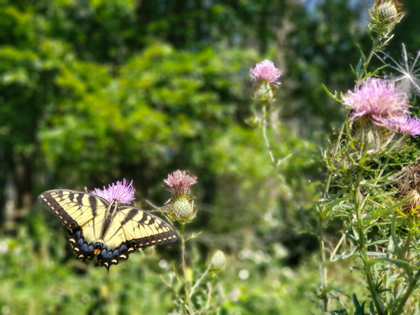 Butterfly along the AT