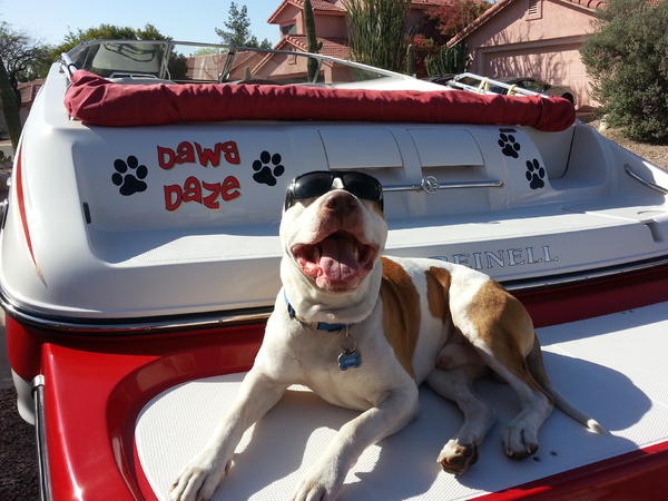 Buzz hanging out on the dawg daze