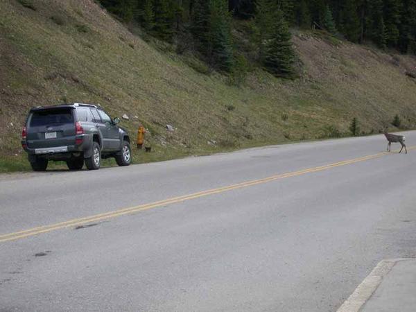 Canadian Deer like 4Runners too!
