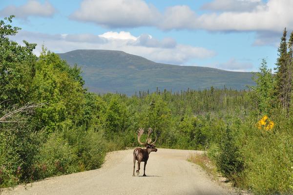 Caribou in Eagle