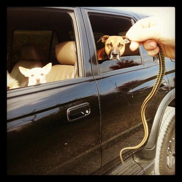 catching critters with the doges