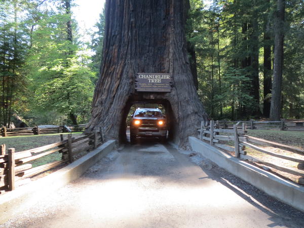 CHANDELIER DRIVE-THRU TREE
