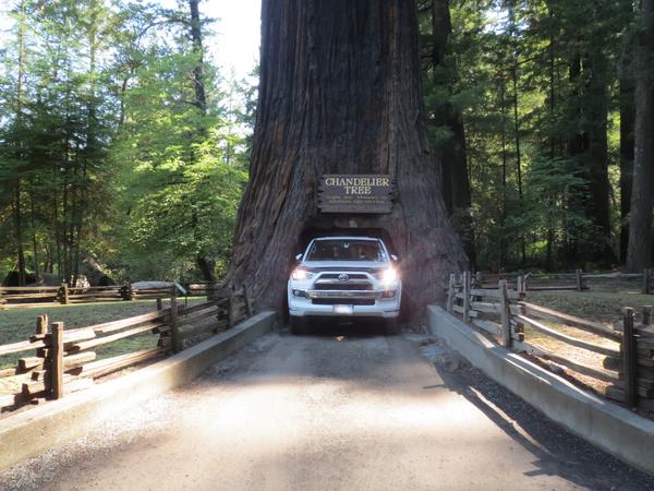 CHANDELIER  TREE