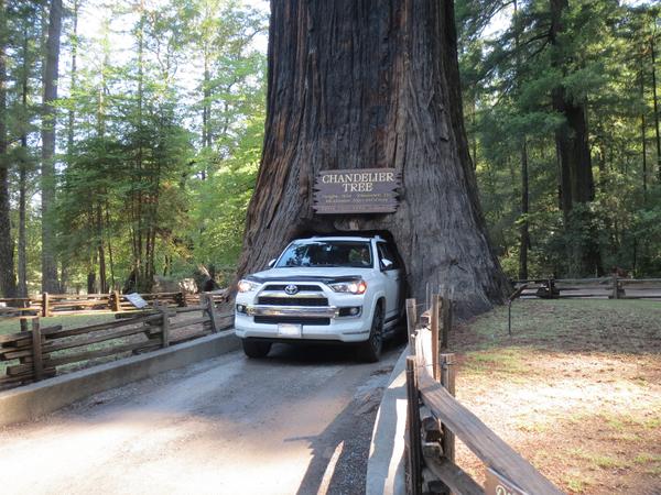 CHANDELIER TREE