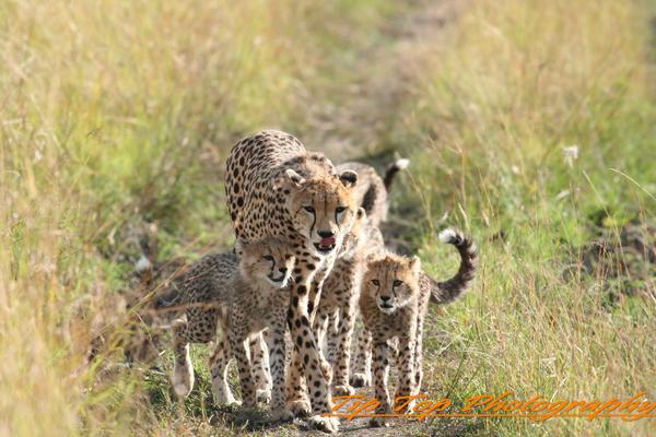 Cheetahs