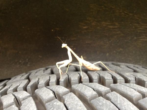 Chillin' on my Michelins